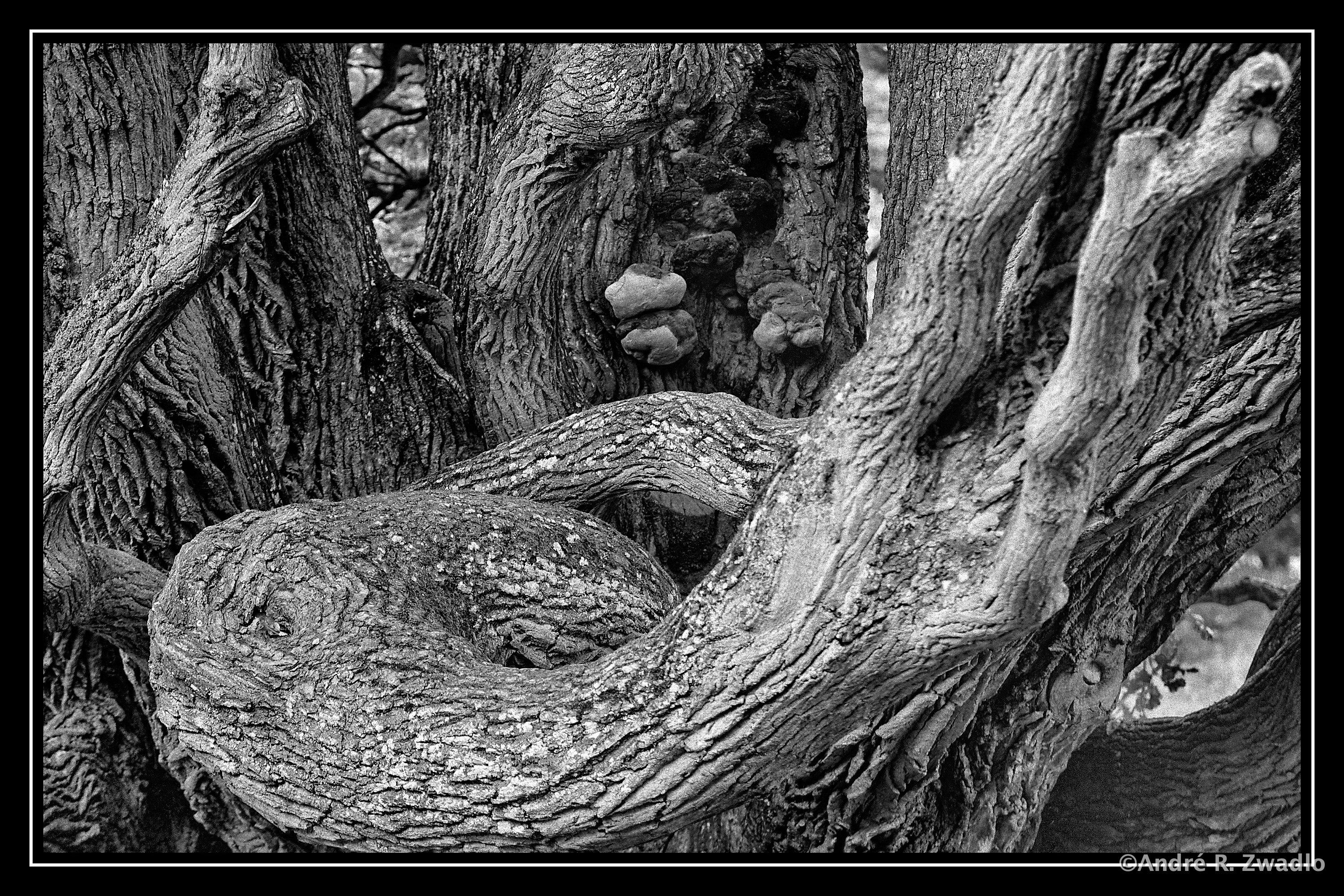 Rügen Baum11 DxO